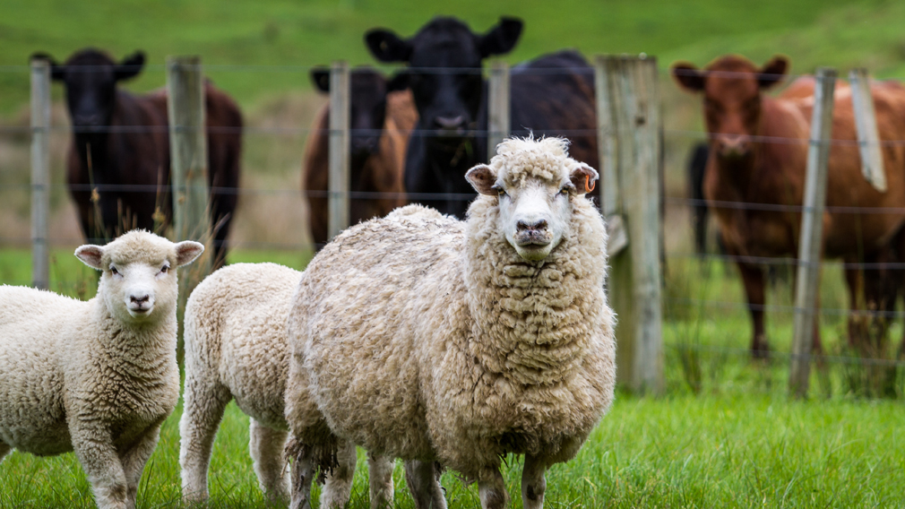 Red meat: Trends, outlook and implications for New Zealand farmers ...